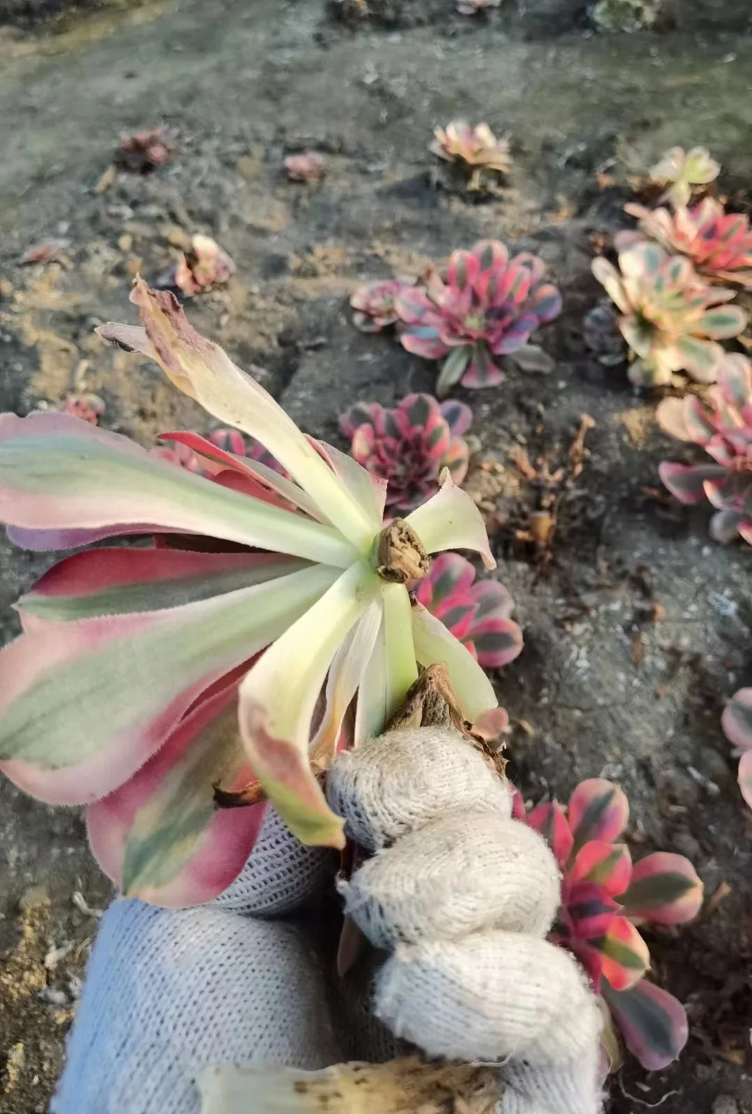 plant Aeonium Echeveria Haworthia  Caudex  Lithops Cactus  Agave 