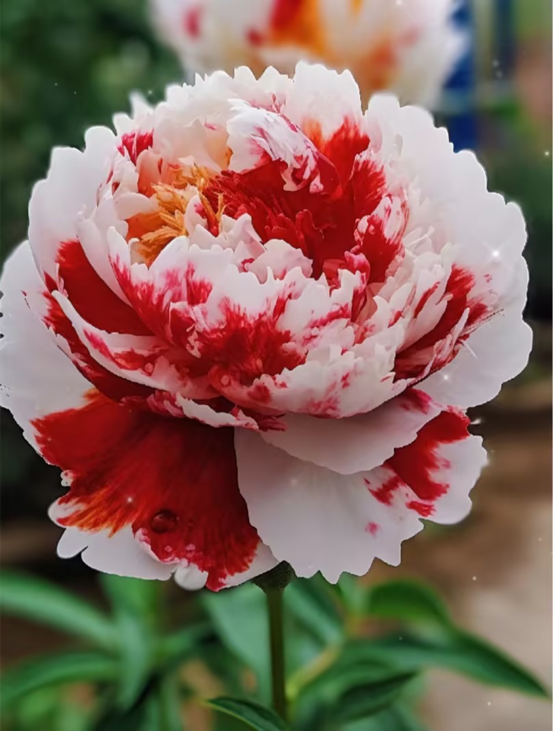 Rare Multicolored Peonies Seeds Jonyparkseed®