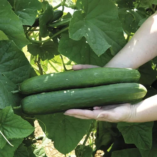 Hybrydowe nasiona ogórka Sweet Success (P) Opakowanie 50 nasion