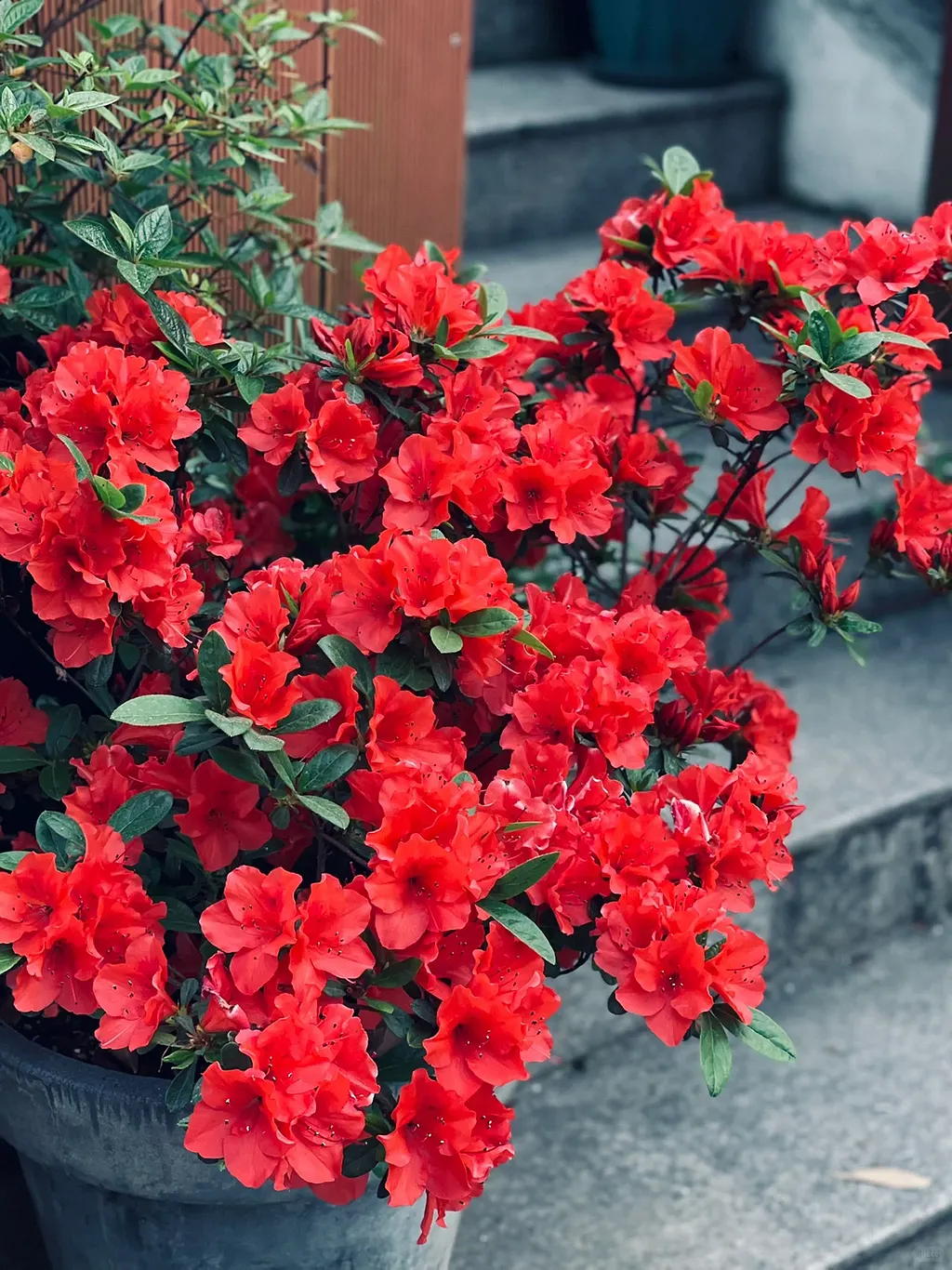 NEW 53%OFFRhododendron lapponicum