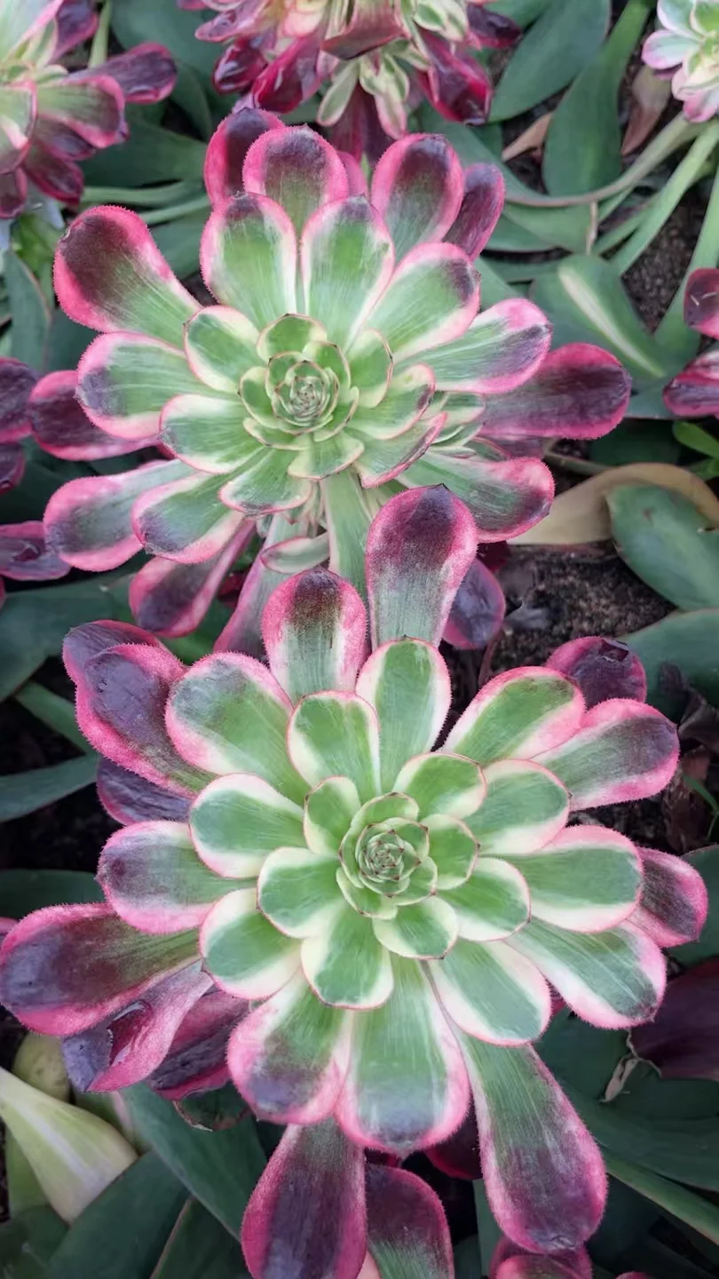 plant Aeonium Echeveria Haworthia  Caudex  Lithops Cactus  Agave 