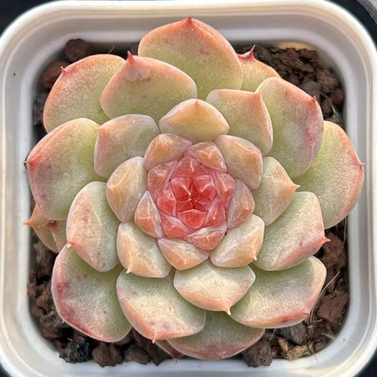 plant Aeonium Echeveria Haworthia  Caudex  Lithops Cactus  Agave 