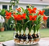 Phalaenopsis Lantern Flower Bulbs
