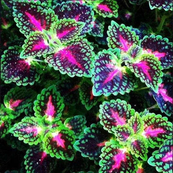 50pcs/Bag Coleus Bonsai Flower Leaf Plants Rainbow Dragon Seeds Garden