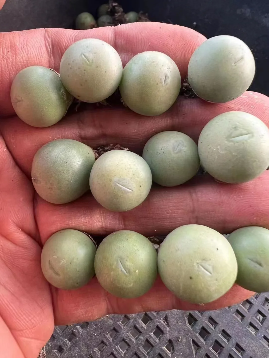 plant Aeonium Echeveria Haworthia  Caudex  Lithops Cactus  Agave 