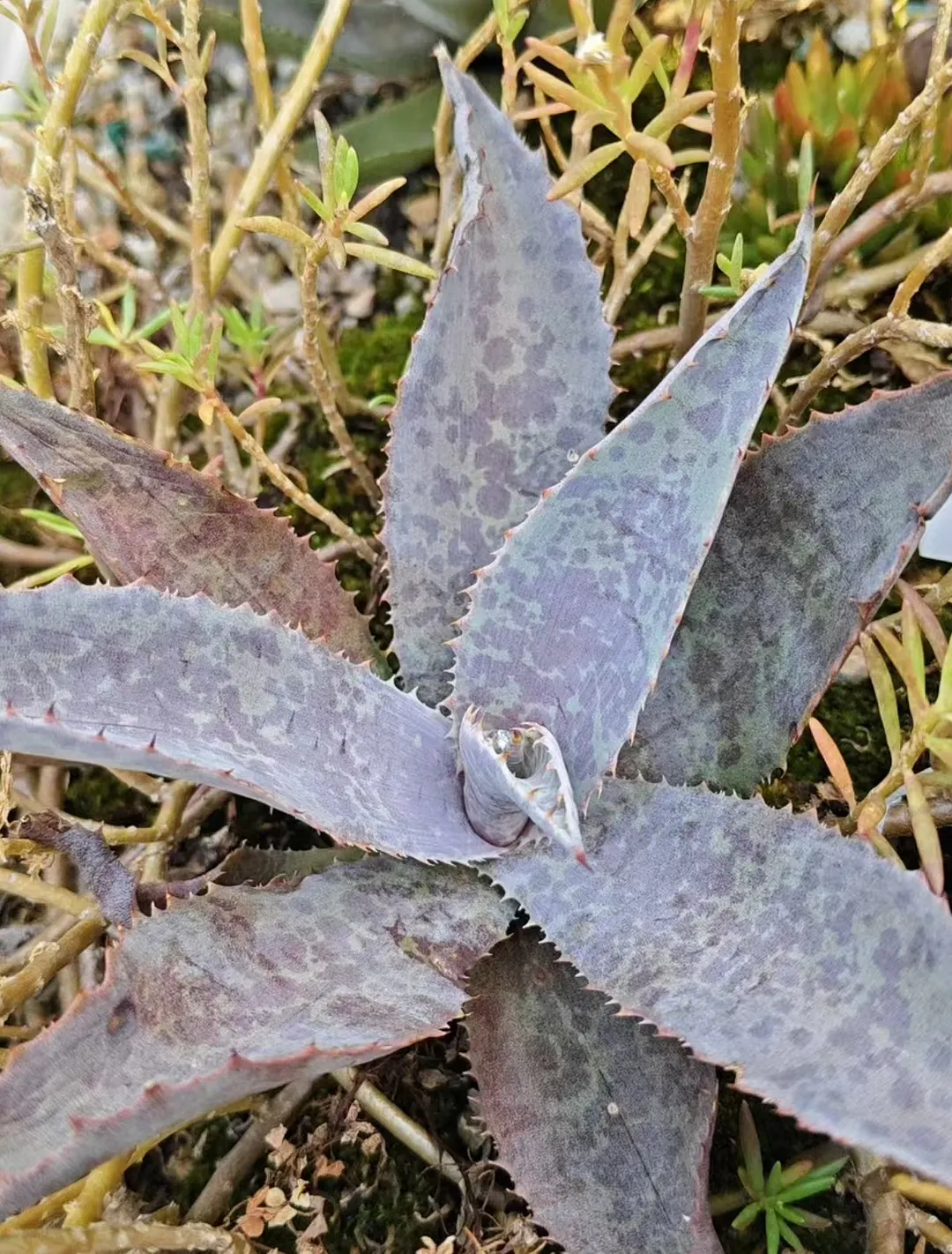 plant Aeonium Echeveria Haworthia  Caudex  Lithops Cactus  Agave 