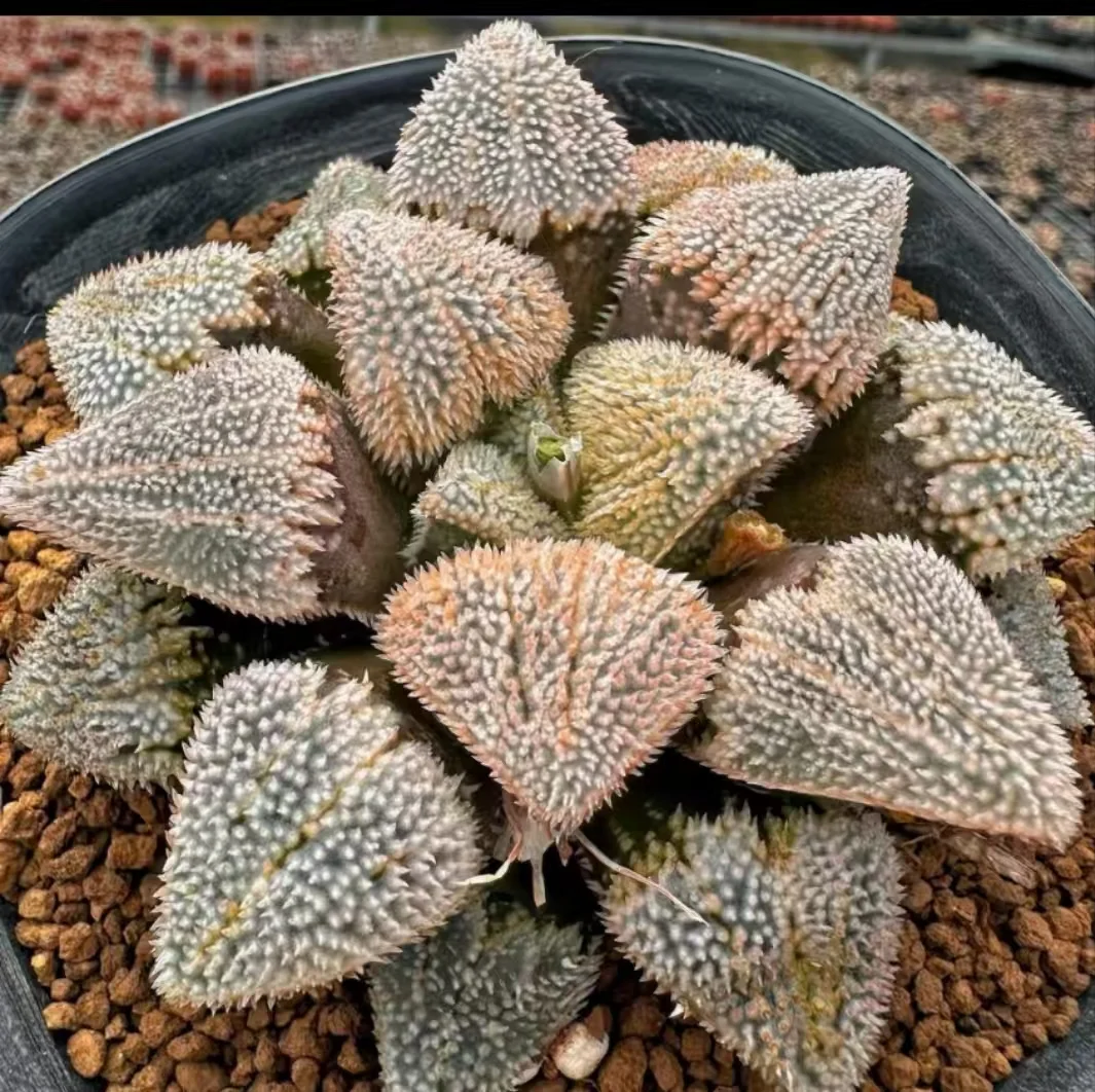plant Aeonium Echeveria Haworthia  Caudex  Lithops Cactus  Agave 