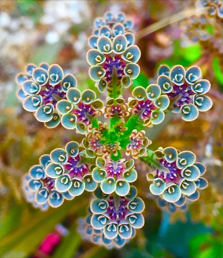 Mother of Millions Seeds - Colorful Rare Bonsai Black Hybrid Organic