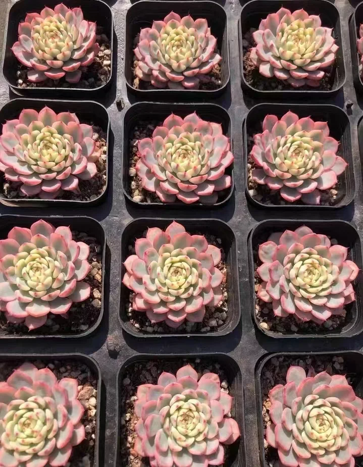 plant Aeonium Echeveria Haworthia  Caudex  Lithops Cactus  Agave 