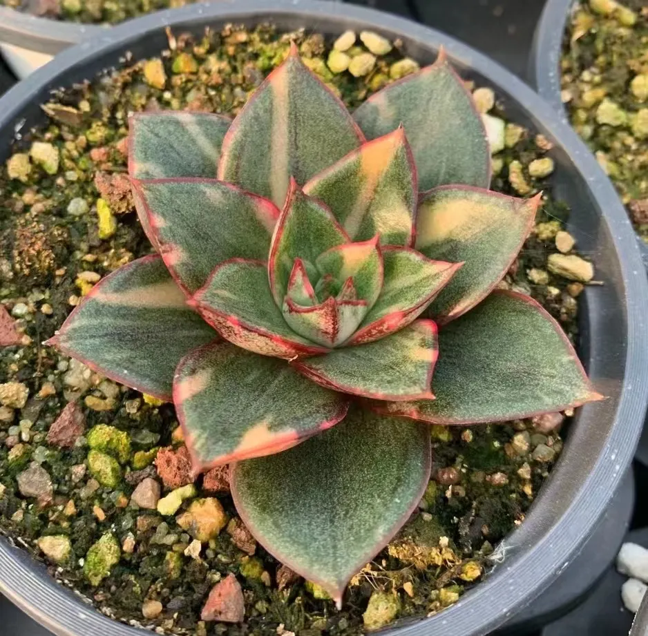 plant Aeonium Echeveria Haworthia  Caudex  Lithops Cactus  Agave 