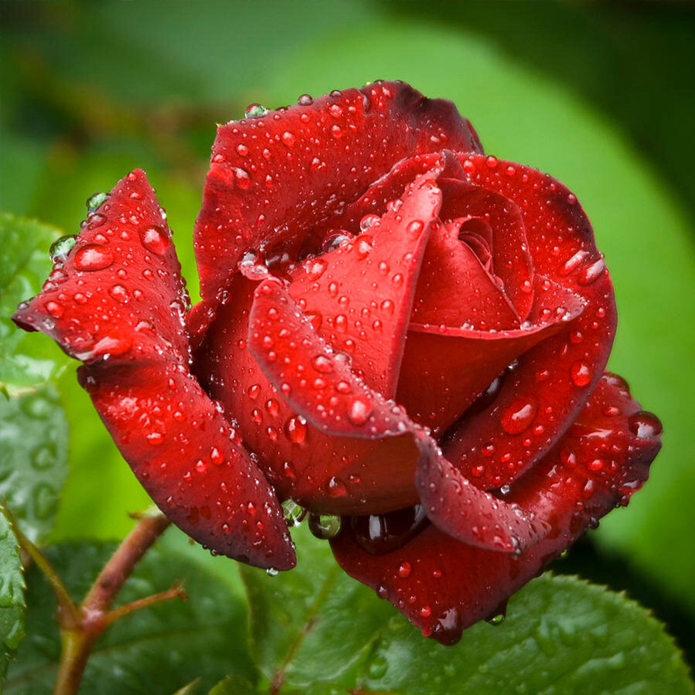 

30*30CM - Round Drill Diamond Painting - Red Rose, 501 Original