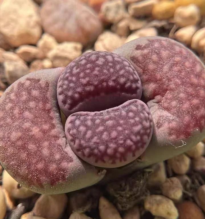 plant Aeonium Echeveria Haworthia  Caudex  Lithops Cactus  Agave 