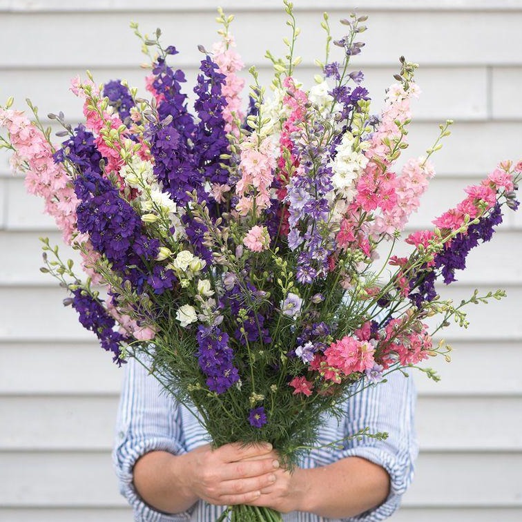 Larkspur Imperial Mix Flower | X 100 Seeds