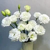 🔥&Tau;&epsilon;&lambda;&epsilon;&upsilon;&tau;&alpha;ί&alpha; &mu;έ&rho;&alpha; &pi;ώ&lambda;&eta;&sigma;&eta;&sigmaf;💝Eustoma Thornless Rose💐&Sigma;&pi;ό&rho;&omicron;&iota; Lisianthus