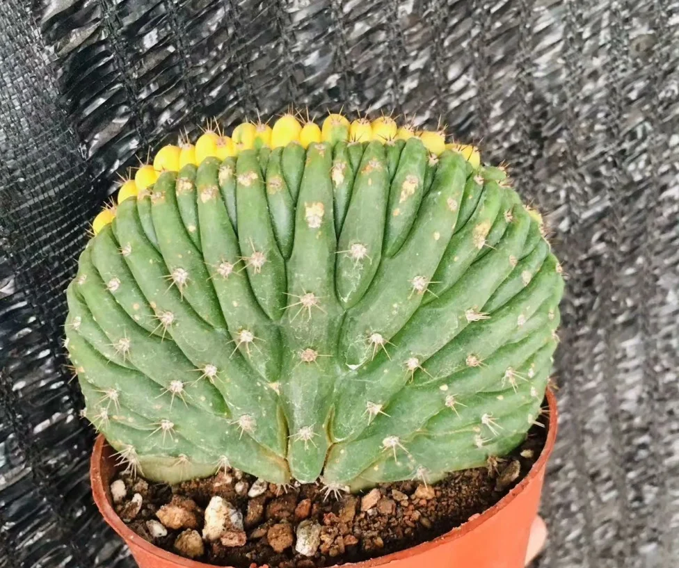 plant Aeonium Echeveria Haworthia  Caudex  Lithops Cactus  Agave 