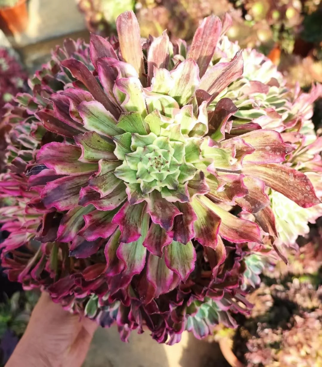 plant Aeonium Echeveria Haworthia  Caudex  Lithops Cactus  Agave 