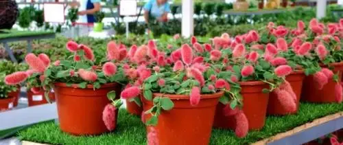 Acalypha hispida - Red Hot Cattail Seeds