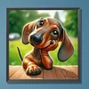 (US Only)Paint By Numbers Kit On Canvas DIY Oil Art Dachshund Picture Home Decor40x40cm