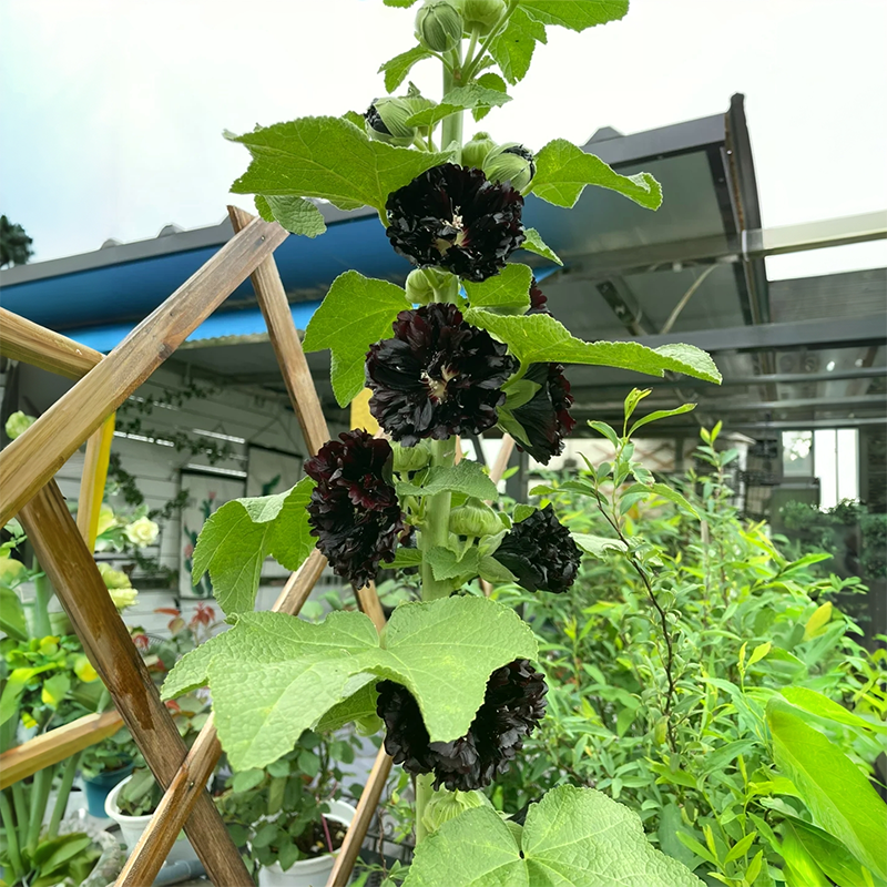 💐Double-flowered Hollyhock Seeds