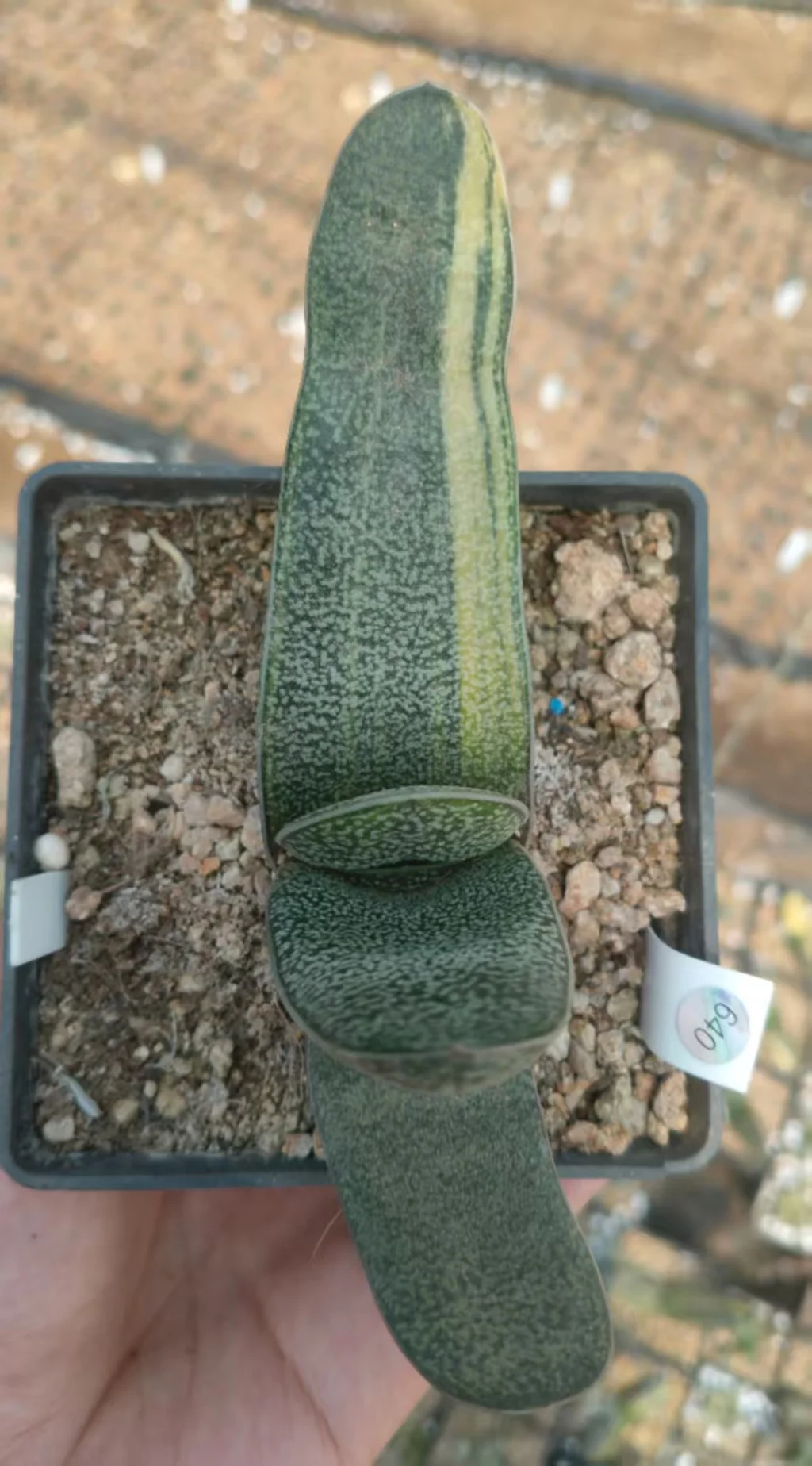 onestock.Gasteriea armstrongii f.variegata 12cm/ Haworthia/ Succulent plants / Garden landscape / Carefully select healthy plants