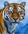 Tiger | Full Square Diamond Painting Kits