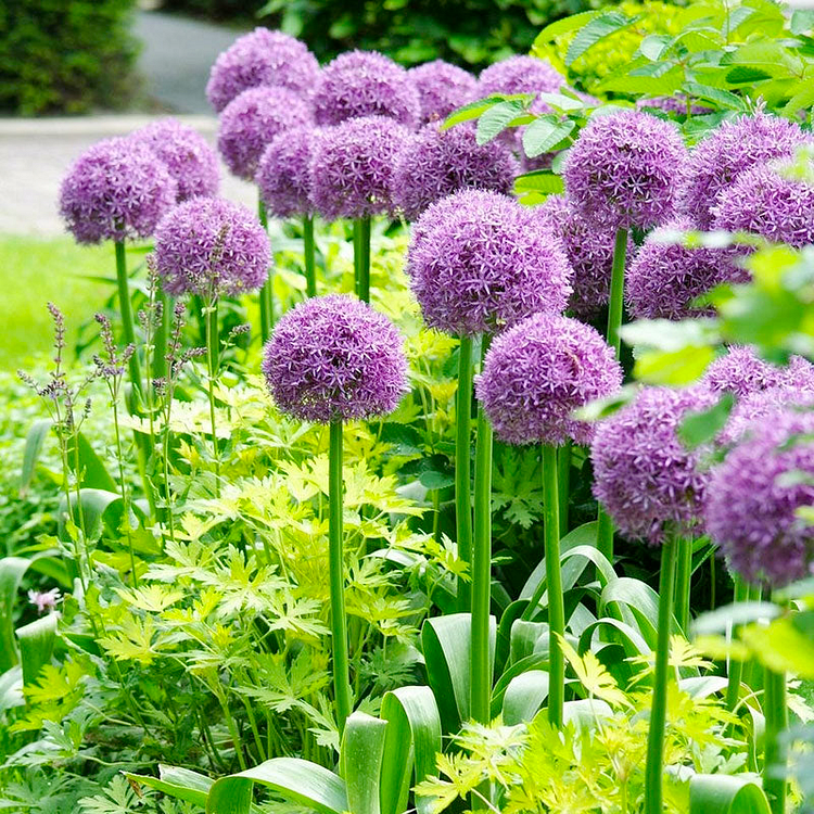 Last Day Sale - 60% OFF🌺 Allium Bulbs (Giant) - 98% Germination