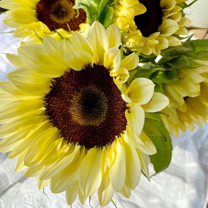 50 Seeds Yellow sunflower with black heart Jonyparkseed®