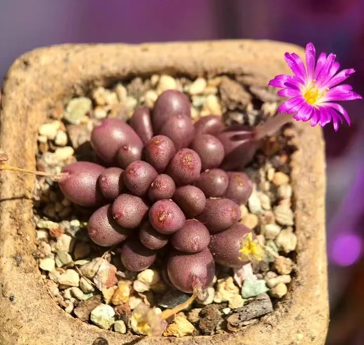 904.  Conophytum brunneum 6-7 heads cluster/ Lithops and Conophytum  /  Succulent plants / Garden landscape / Carefully select healthy plants