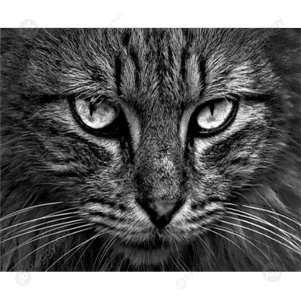 

40*50CM Paint By Numbers-Staring Cat, 501 Original