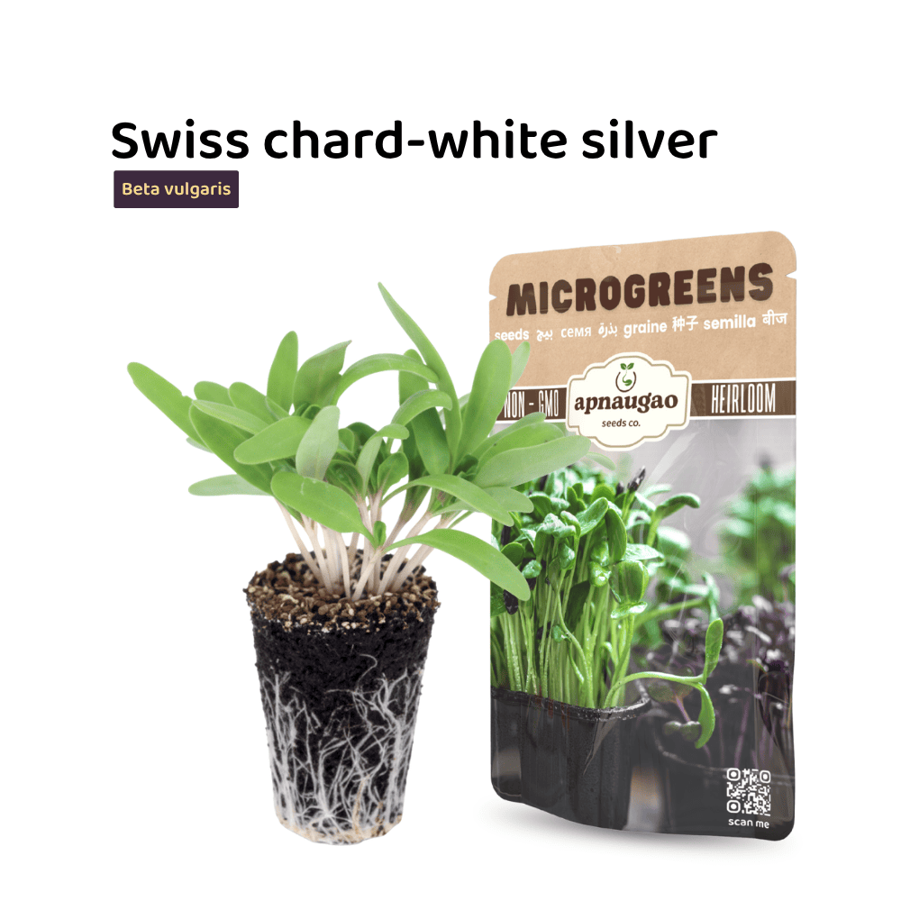 Swiss Chard Silver Microgreens Seeds &ndash; Mild, Crisp & Nutritious