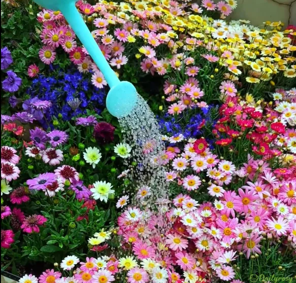 Mixed Colors-Pyrethrum-Flower Seeds Group-Four Seasons