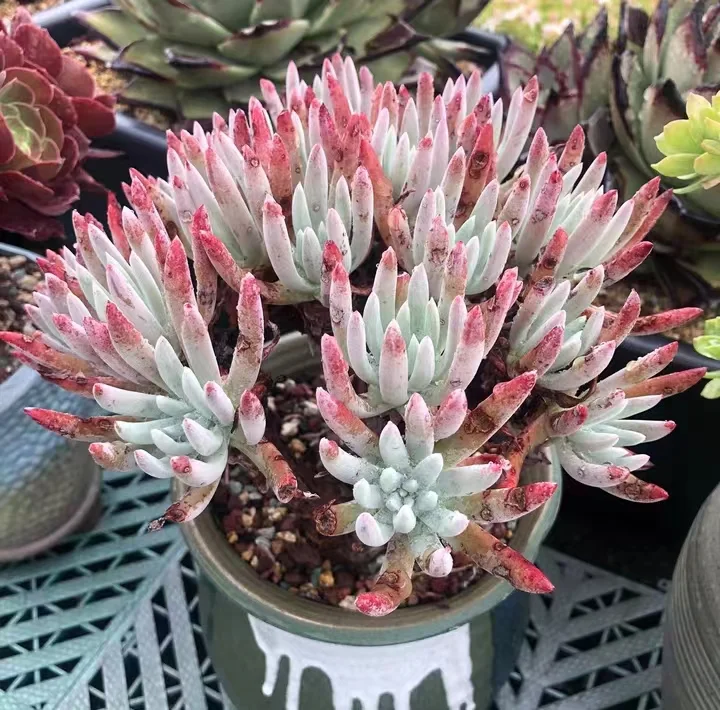 701 .   Dudleya edulis cluster  / Echeveria / Succulent plants / Garden landscape / Carefully select healthy plants
