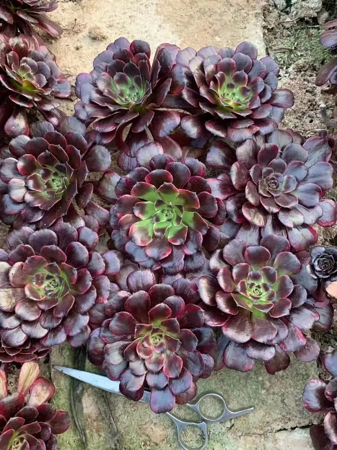 plant Aeonium Echeveria Haworthia  Caudex  Lithops Cactus  Agave 