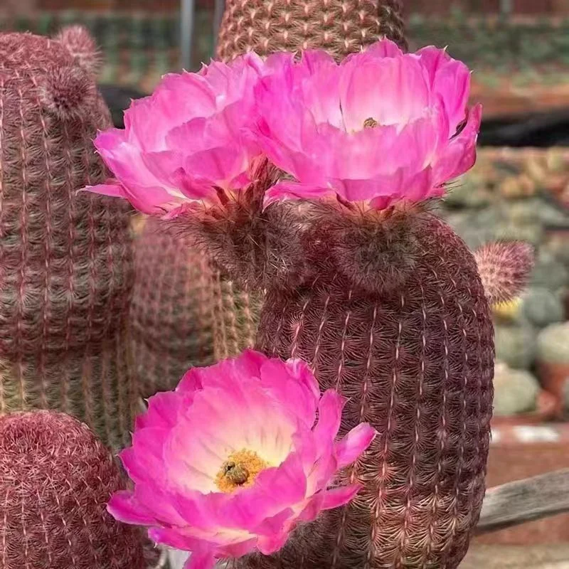 426.  Echinocereus rigidissimus var. rubrispinus 4-5cm single head has roots /Cactus plants / Succulent plants /Garden landscape / Carefully select healthy plants