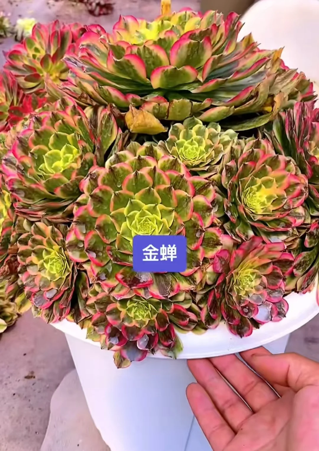 1046. Golden Cicada cutting 8-10cm/Aeonium cutting/Aeonium plants/Succulent plants / Garden landscape / Carefully select healthy plants