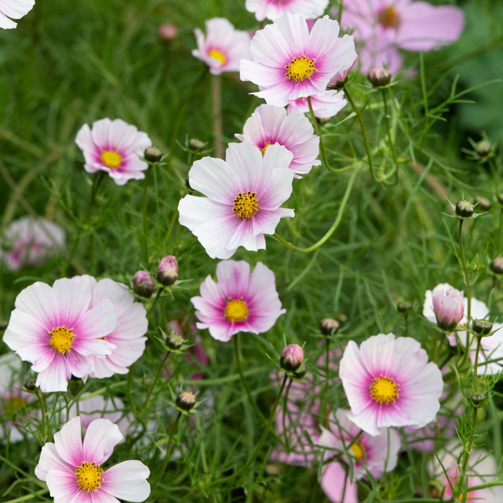 Cosmos Sensation Daydream Flower | X 50 Seeds