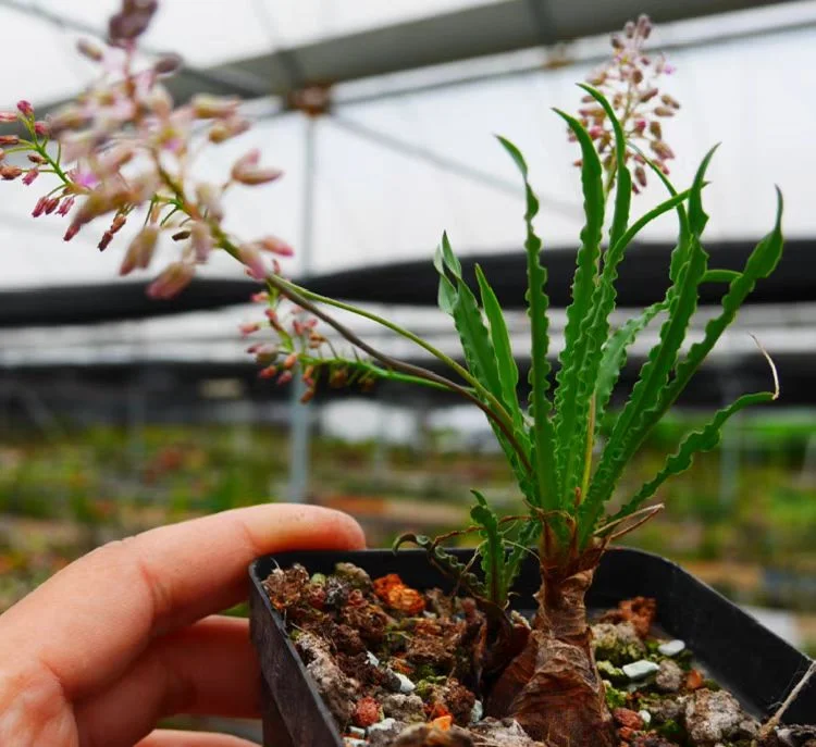 plant Aeonium Echeveria Haworthia  Caudex  Lithops Cactus  Agave 