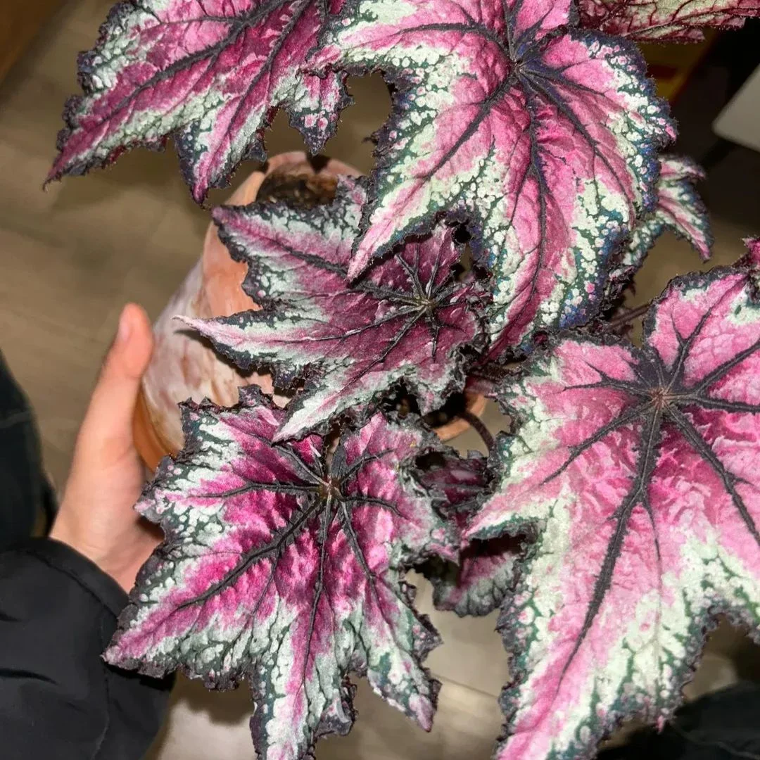 Robert Gordon Begonia Seeds