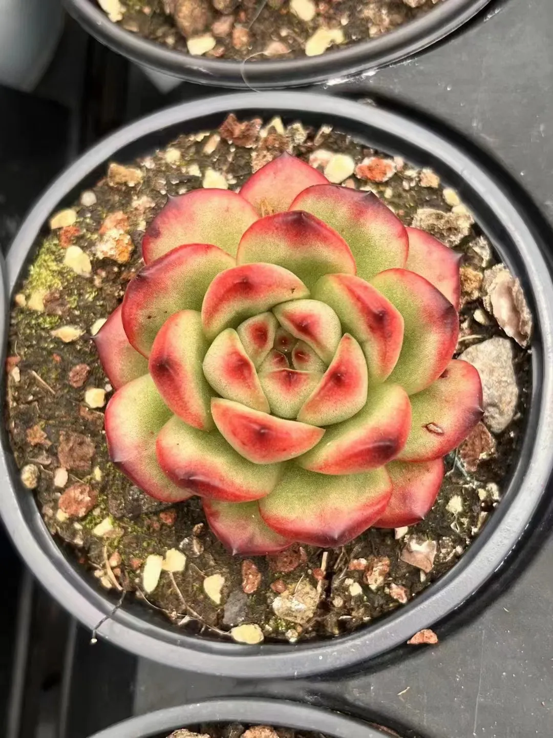 plant Aeonium Echeveria Haworthia  Caudex  Lithops Cactus  Agave 