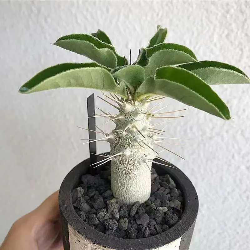 plant Aeonium Echeveria Haworthia  Caudex  Lithops Cactus  Agave 