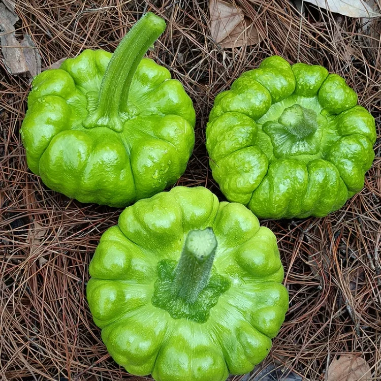 Gingerhandle Melon Seeds🎃