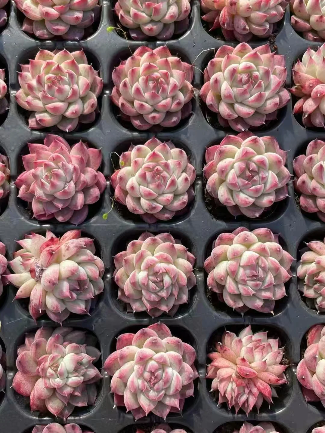 441.Echeveria Anna jenny single head 2-3cm / Echeveria