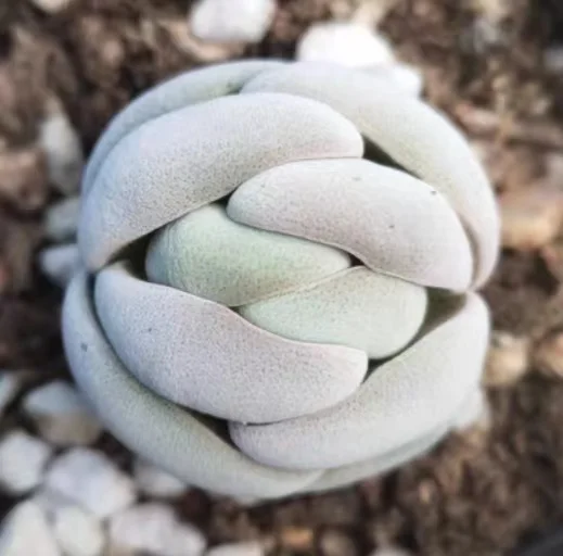 plant Aeonium Echeveria Haworthia  Caudex  Lithops Cactus  Agave 