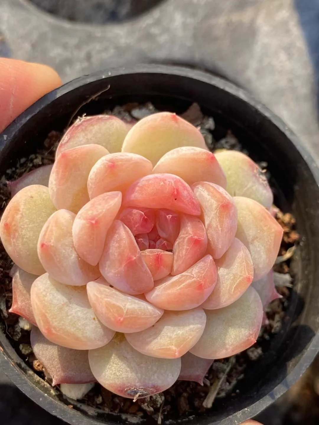 plant Aeonium Echeveria Haworthia  Caudex  Lithops Cactus  Agave 