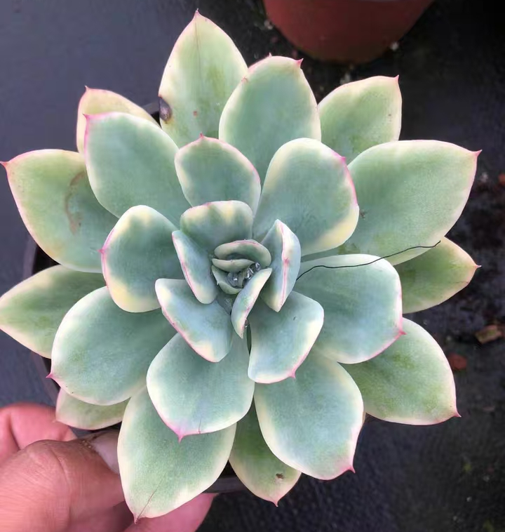 plant Aeonium Echeveria Haworthia  Caudex  Lithops Cactus  Agave 