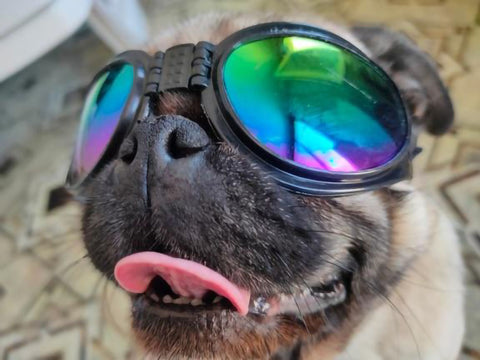 Pugg wearing DePaw Goggles for dogs