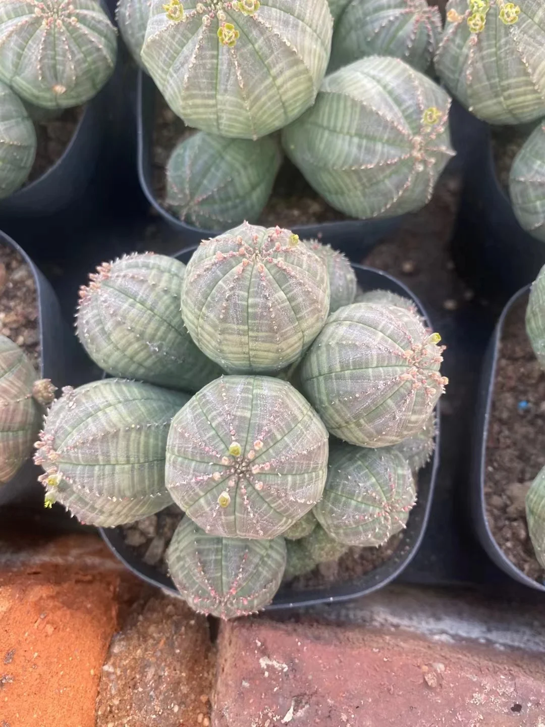 plant Aeonium Echeveria Haworthia  Caudex  Lithops Cactus  Agave 