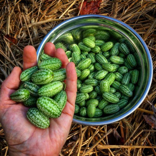 This may contain: a person holding a bowl full of cucumbers in their hands on the ground