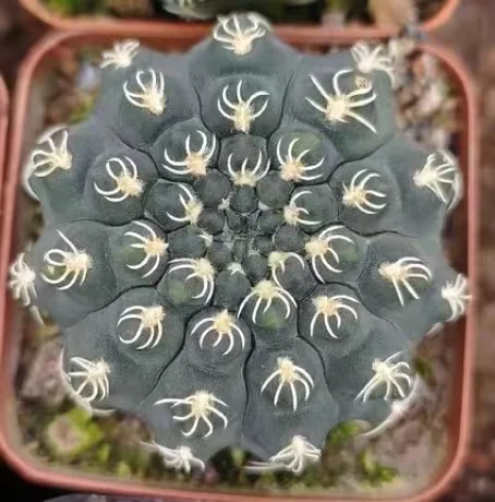 plant Aeonium Echeveria Haworthia  Caudex  Lithops Cactus  Agave 