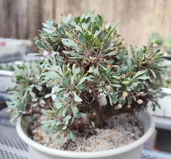 plant Aeonium Echeveria Haworthia  Caudex  Lithops Cactus  Agave 